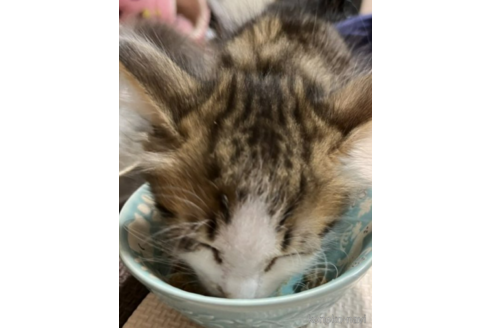成約済の埼玉県のノルウェージャンフォレストキャット-49436の2枚目